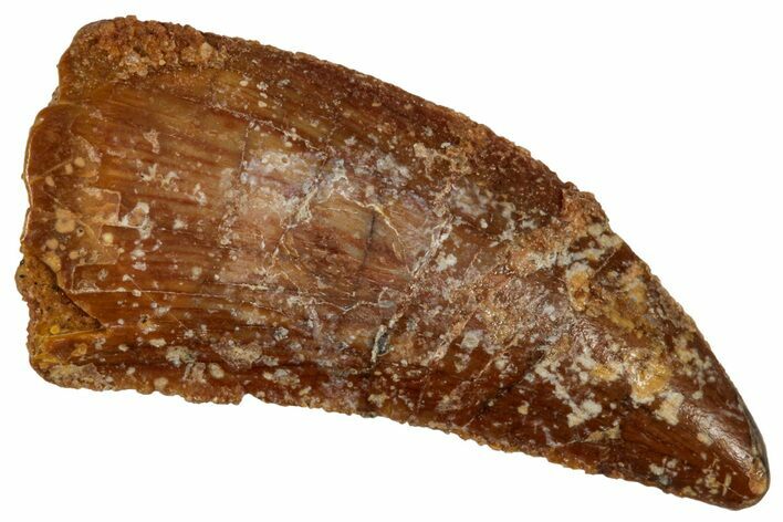 Serrated Raptor Tooth - Real Dinosaur Tooth #333375